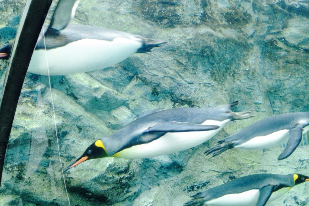 旭山動物園のペンギン館