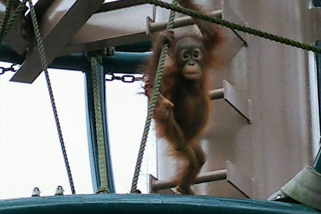 旭山動物園のオランウータンの子供