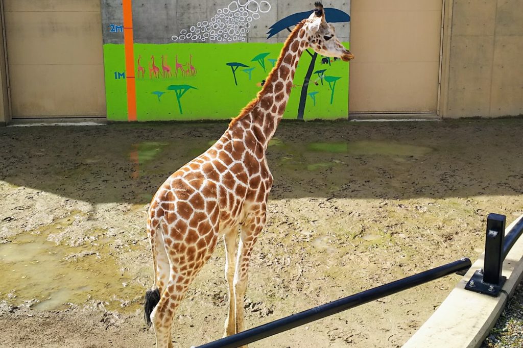 旭山動物園のキリンの子供