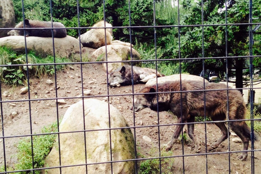 旭山動物園のオオカミ館