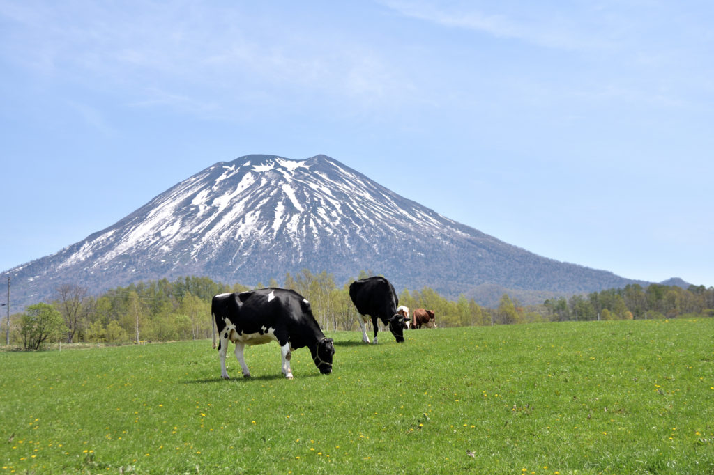 羊蹄山と草原と牛