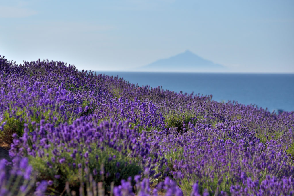 ラベンダーと海