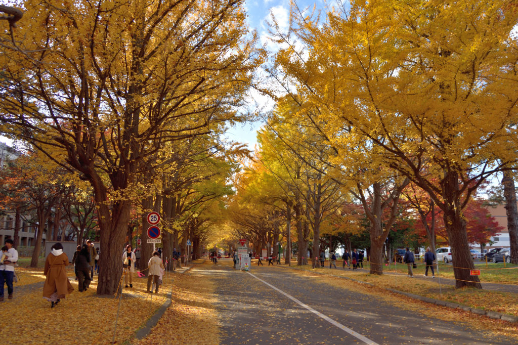 北海道大学のイチョウ並木 通り