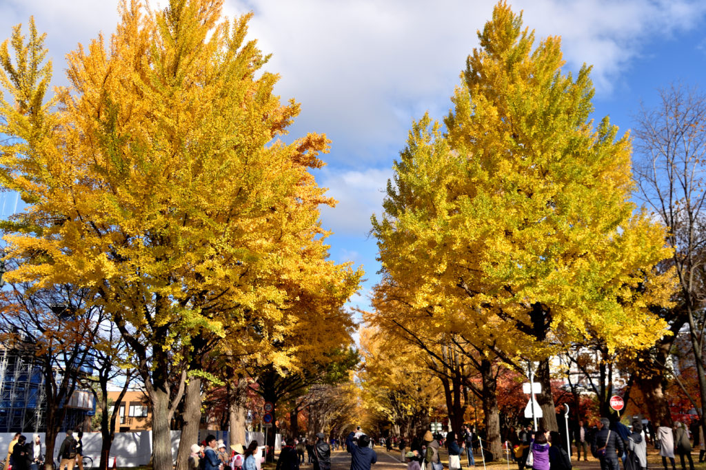 北海道大学のイチョウ並木 通り