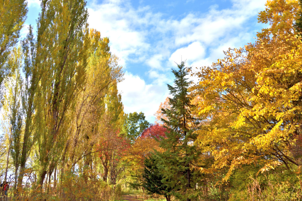 北海道大学のポプラ並木と紅葉