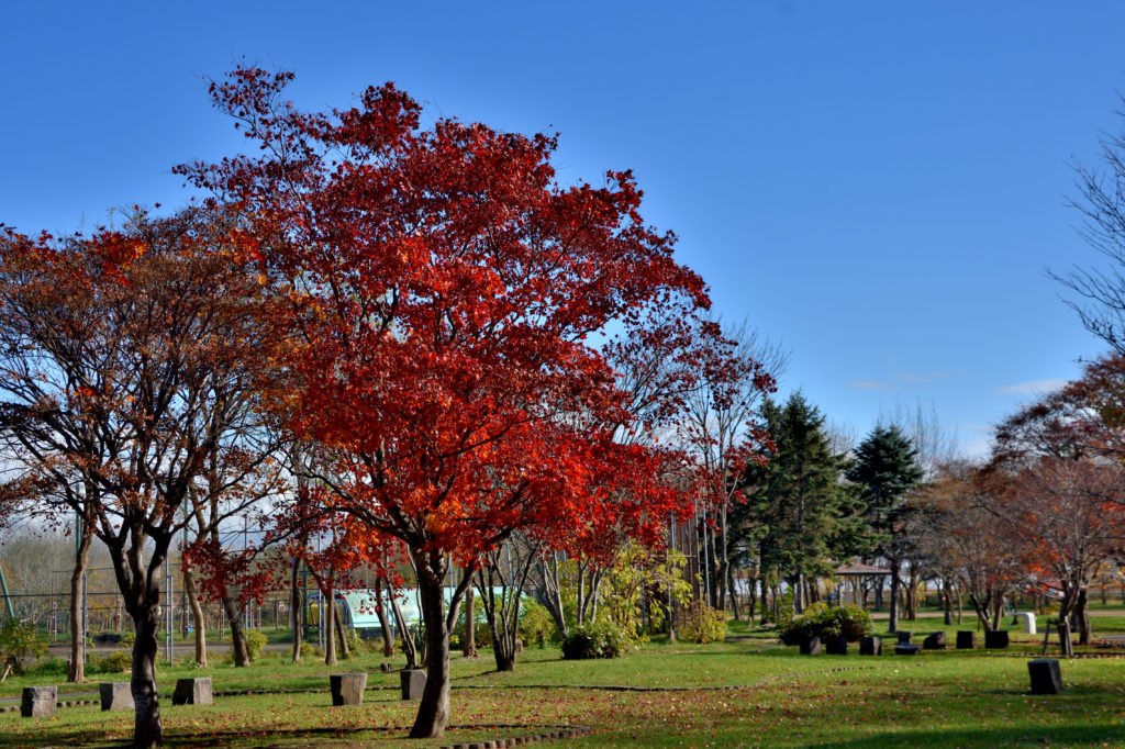 前田森林公園 の紅葉