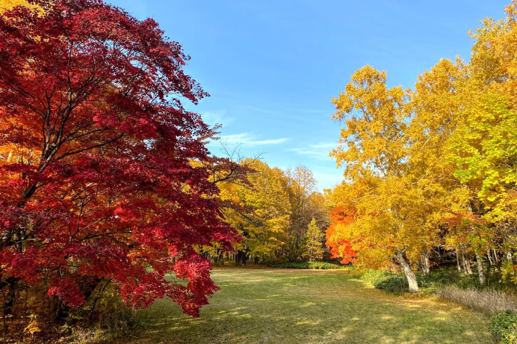 真駒内公園の紅葉