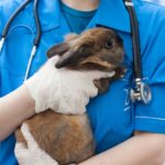 田向健一がプロフェッショナルに出演！珍獣ドクターか獣医師の鏡か？