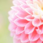 「あいつ今なにしてる」愛光学園の天才・上甲友規！花屋BOTANICで革命？