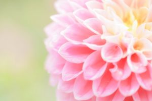 「あいつ今なにしてる」愛光学園の天才・上甲友規！花屋BOTANICで革命？