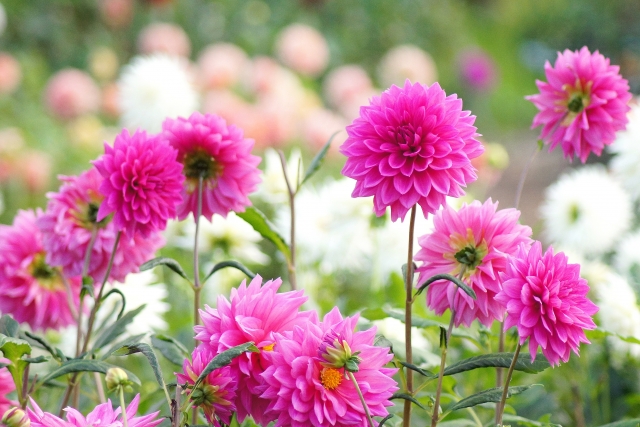 花々