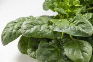 「世界一受けたい授業」森崎博之の北海道野菜のレシピ！絶品冬野菜！