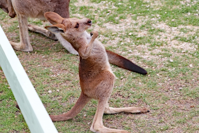 カンガルーが反っている