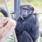「衝撃のアノ人」人に育てられたチンパンジーのビリー！34年前と現在は？
