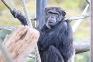 「衝撃のアノ人」人に育てられたチンパンジーのビリー！34年前と現在は？