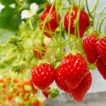【めざまし】道の駅お取り寄せ！フレグランスピーチ（苺）・鹿ジンギスカン・野菜等？4月23日