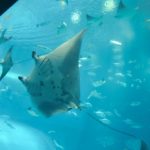 「志村どうぶつ園」四国水族館が3月20日オープン！見どころや料金は？