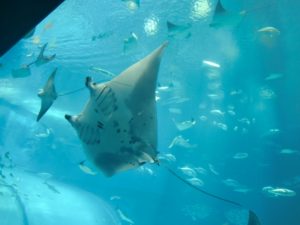 「志村どうぶつ園」四国水族館が3月20日オープン！見どころや料金は？