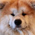 くり蔵くん（チャウチャウ）はインスタで大人気！「どうぶつピース」