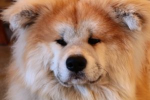 くり蔵くん(チャウチャウ)はインスタで大人気!「どうぶつピース」