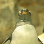 「衝撃のアノ人」「おつかいするペンギン」の今は？31年前の姿は？