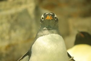 「衝撃のアノ人」「おつかいするペンギン」の今は？31年前の姿は？