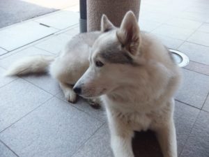 「笑ってコラえて」ジャーマン（シベリアンハスキー）と志尊淳が珍道中？