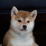 「マツコの知らない世界」出演の柴犬・まると星野源が共演？インスタで話題！