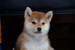 「マツコの知らない世界」出演の柴犬・まると星野源が共演？インスタで話題！