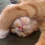 「どうぶつピース」マンチカンの猫大家族のインスタ！アロハとかぐやに癒される？