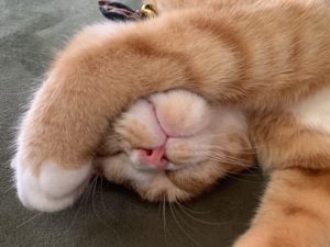 「どうぶつピース」マンチカンの猫大家族のインスタ！アロハとかぐやに癒される？