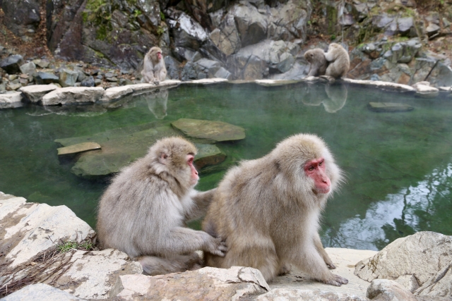 温泉と猿