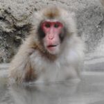 「所ジャパン」温泉に入る猿「長野県地獄谷」の59年前の大事件は？