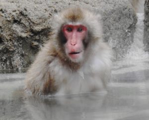 「所ジャパン」温泉に入る猿「長野県地獄谷」の59年前の大事件は？