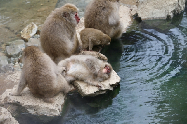 温泉でくつろぐ猿