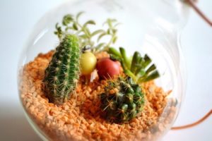 「マツコの知らない世界」サボテンを金子未由が紹介！おすすめは？