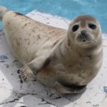 「ナニコレ珍百景」相合い傘アザラシ水雨（みう）ちゃん（新屋島水族館）が話題！