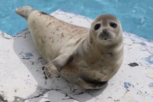 「ナニコレ珍百景」相合い傘アザラシ水雨（みう）ちゃん（新屋島水族館）が話題！