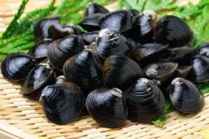 貝料理の「ハナタカ」を恵比寿「あこや」が伝授！アサリの味噌汁の美味しい作り方は！