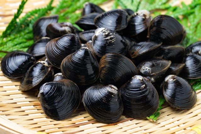 貝料理の「ハナタカ」を恵比寿「あこや」が伝授！アサリの味噌汁の美味しい作り方は！
