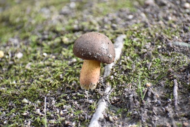 「家事ヤロウ」某きのこ風お菓子のレシピ!映え系スイーツ!