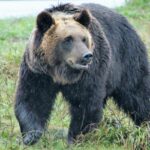 【情熱大陸】上田大作（動物写真家）の経歴や撮影スタイル？北海道の風連湖との出会い？