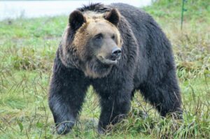 【情熱大陸】上田大作（動物写真家）の経歴や撮影スタイル？北海道の風連湖との出会い？