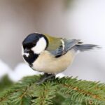 【ヤバイ偉人】鈴木俊貴（京大）シジュウカラ等鳥の言語を解読？経歴は？