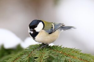 【ヤバイ偉人】鈴木俊貴（京大）シジュウカラ等鳥の言語を解読？経歴は？