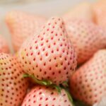 【シューイチ】雪いちご・いばらキッス・くろいちご真紅の美鈴！緒方湊くんおすすめ！3月21日