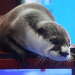 桂浜水族館のイケメン飼育員のトリセツ？アクセスや駐車場は？【あさイチ】