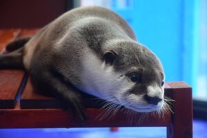 桂浜水族館のイケメン飼育員のトリセツ？アクセスや駐車場は？【あさイチ】
