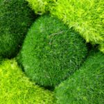 【土曜はナニする】苔玉キット（みどり屋和草）のお取り寄せ！宇賀なつみのおうち時間！