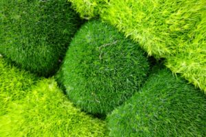 【土曜はナニする】苔玉キット（みどり屋和草）のお取り寄せ！宇賀なつみのおうち時間！